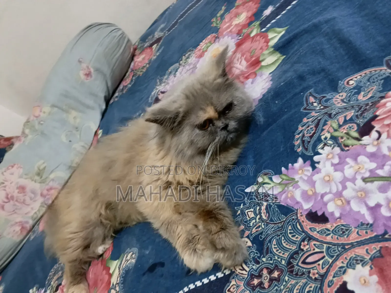 1-3 Months Male Purebred Persian