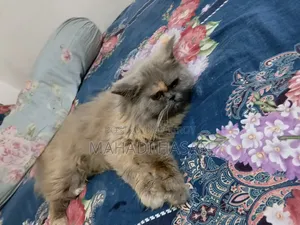 1-3 Months Male Purebred Persian