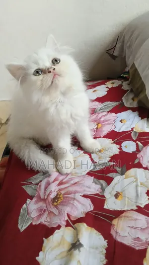 1-3 Months Male Purebred Persian