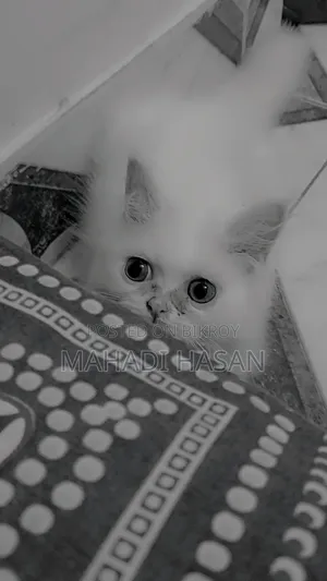 1-3 Months Male Purebred Persian
