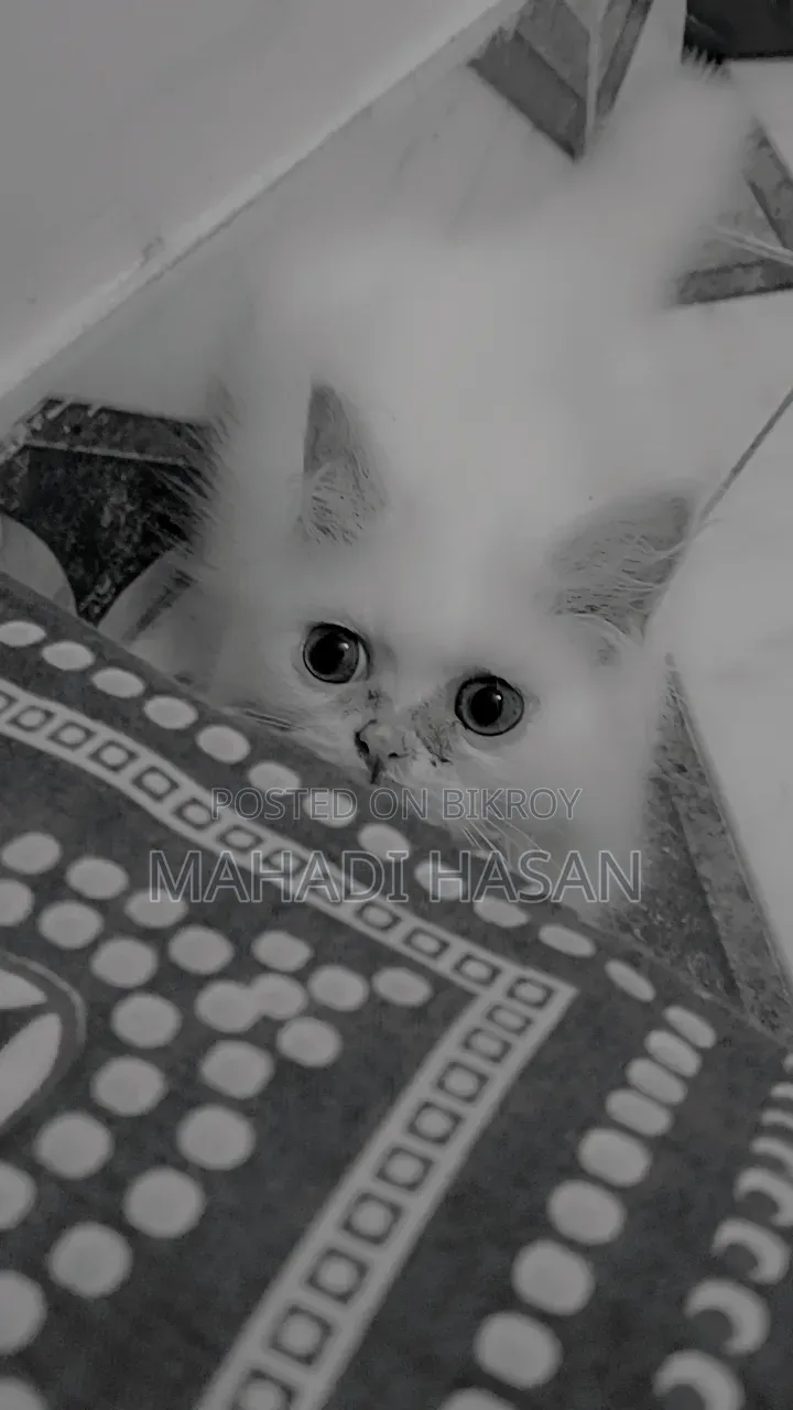 1-3 Months Male Purebred Persian