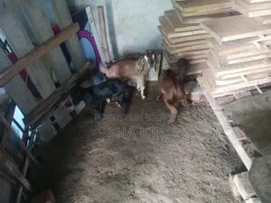 ১+ বছরের মাদি মিশ্র জাতের ছাগল