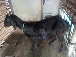 ১+ বছরের মাদি মিশ্র জাতের ছাগল