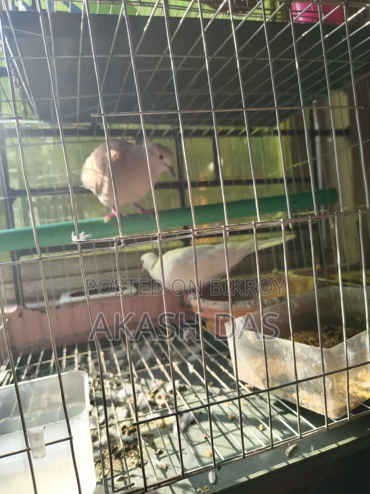 অস্ট্রেলিয়ান ঘুঘু ( মাস্টার পেয়ার )