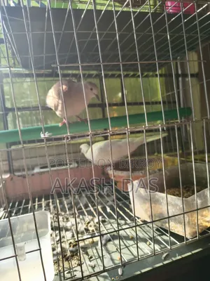 অস্ট্রেলিয়ান ঘুঘু ( মাস্টার পেয়ার )