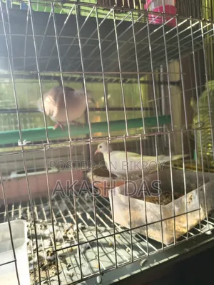 অস্ট্রেলিয়ান ঘুঘু ( মাস্টার পেয়ার )