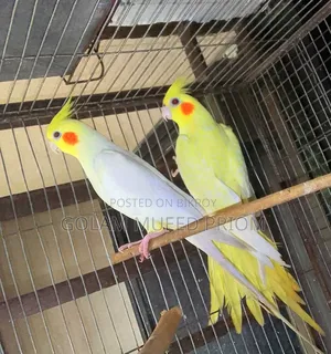 লুটিনো ককাটেল জোড়া