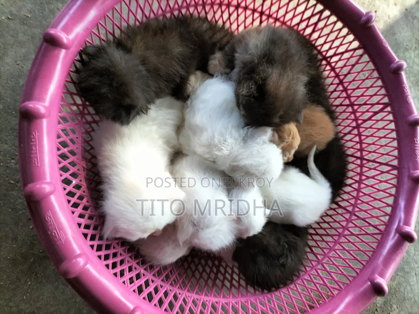 1-3 Months Male Purebred Bengal Cat