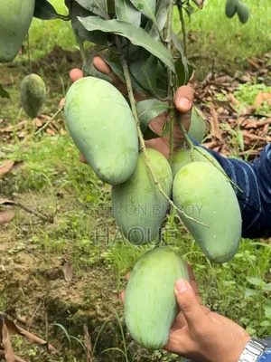 Amrapali Mango
