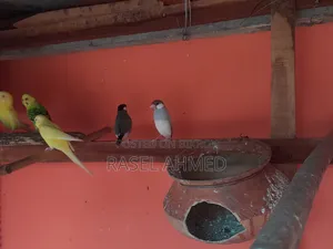 ব্রিডিং পেয়ার মাস্টার জাভা