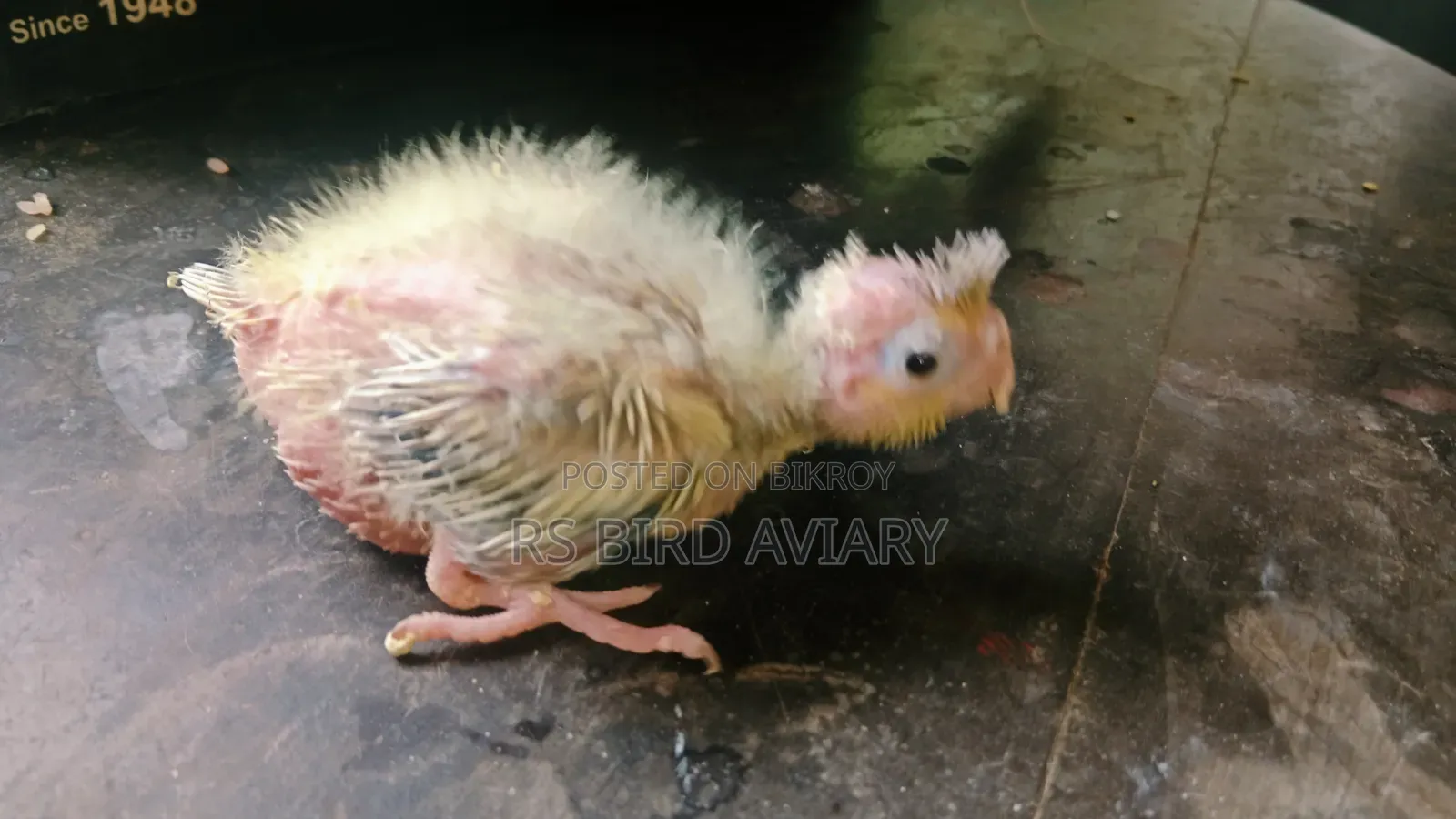ককাটেল টেম সাইজ বাচ্চা