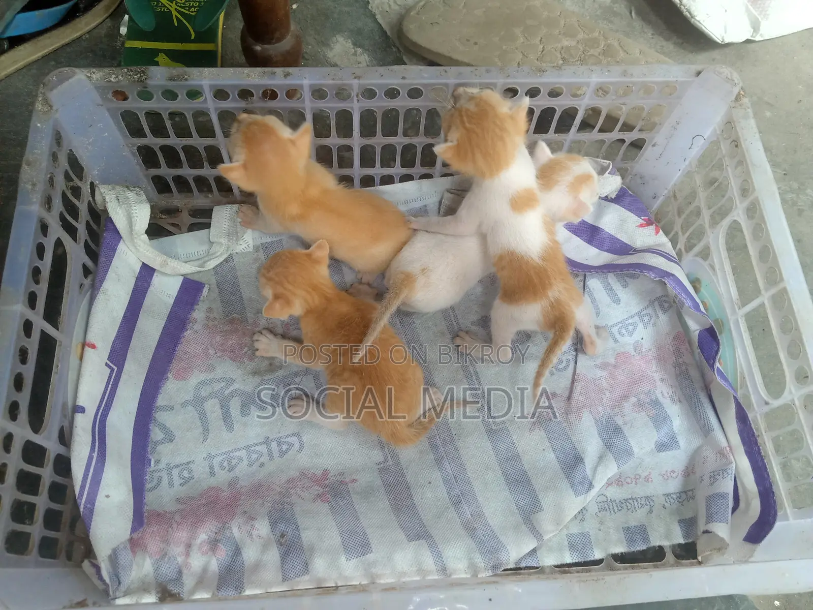 0-1 Month Male Mixed Breed Bengal