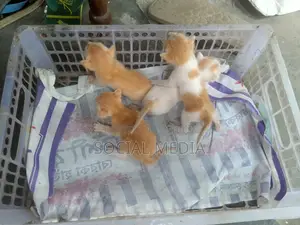 0-1 Month Male Mixed Breed Bengal