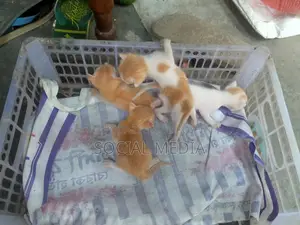 0-1 Month Male Mixed Breed Bengal