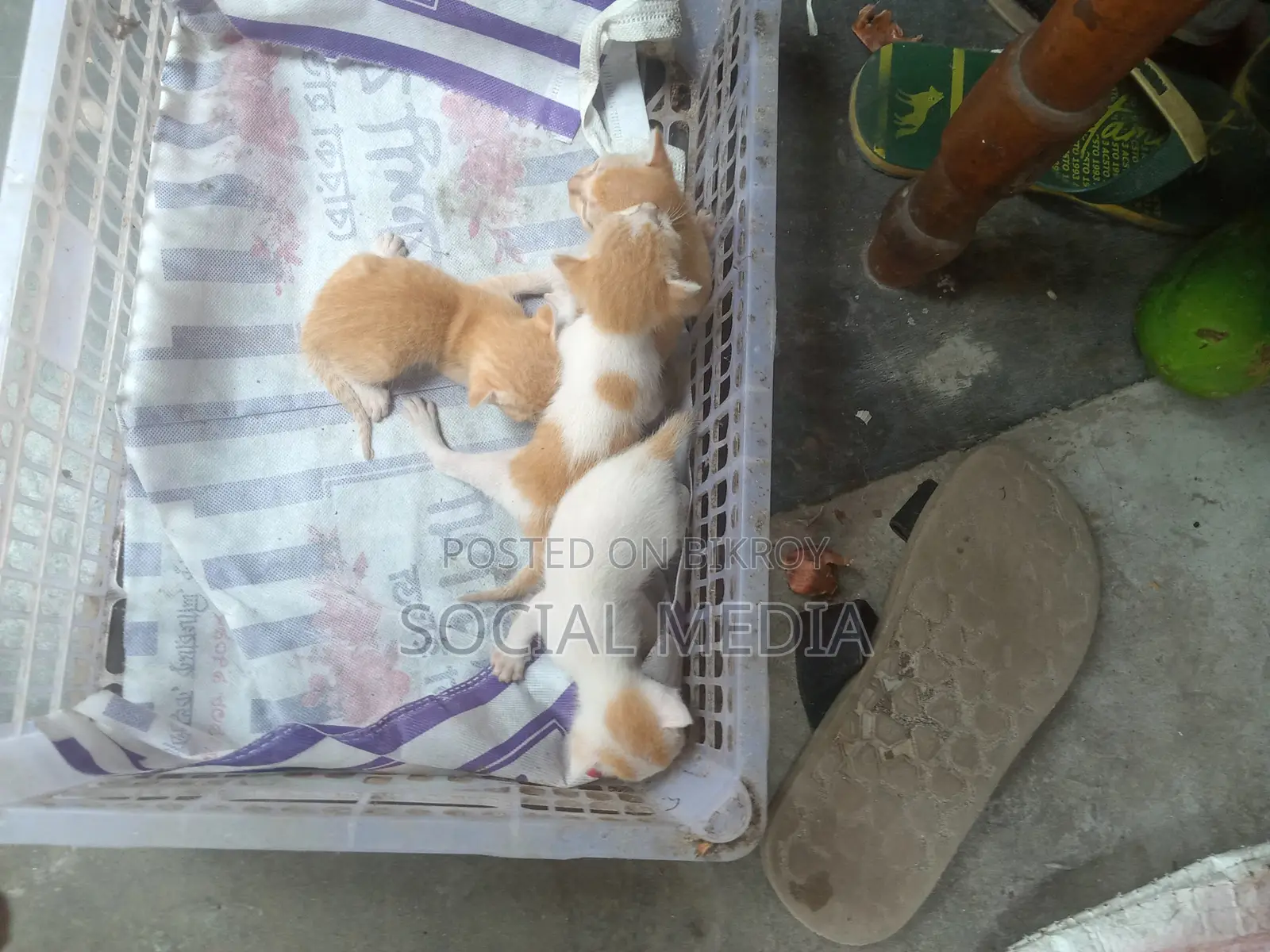 0-1 Month Male Mixed Breed Bengal