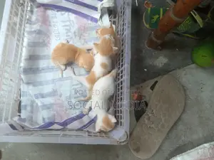 0-1 Month Male Mixed Breed Bengal