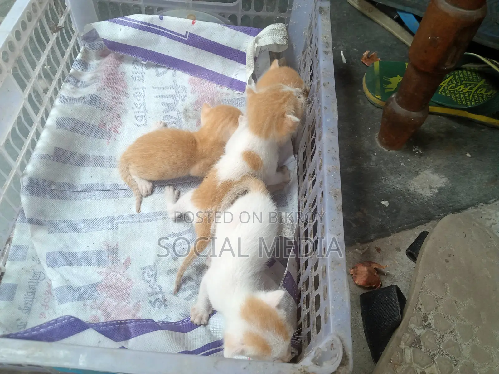 0-1 Month Male Mixed Breed Bengal