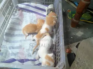0-1 Month Male Mixed Breed Bengal