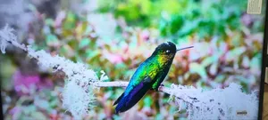 ৪৩ ইঞ্চি আমবালা অ্যান্ড্রয়েড এলইডি টিভি