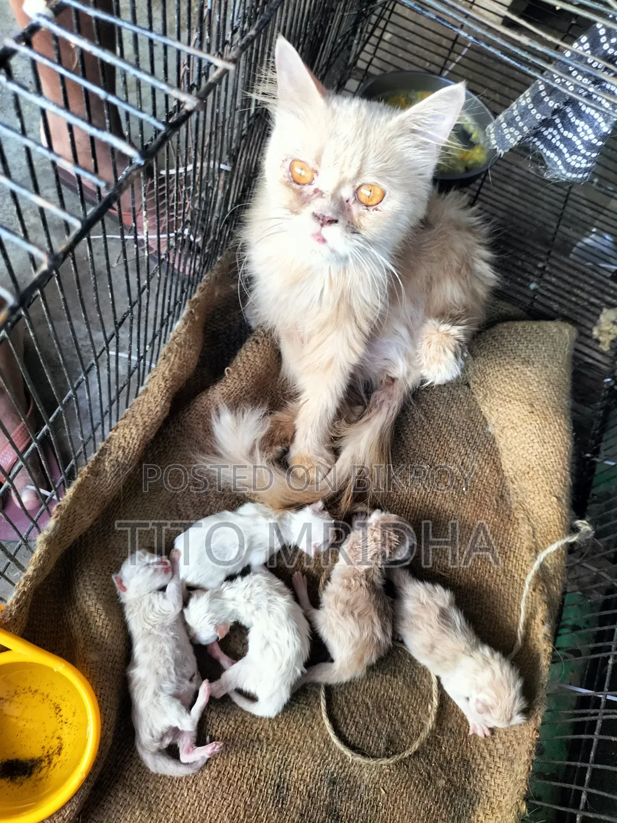 1+ Year Female Purebred Persian Cat