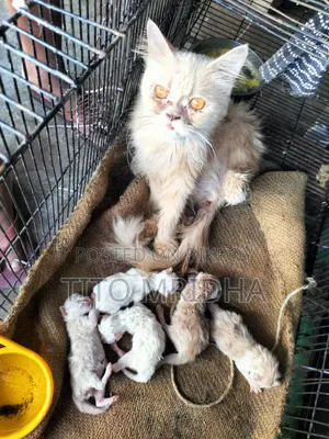 1+ Year Female Purebred Persian Cat