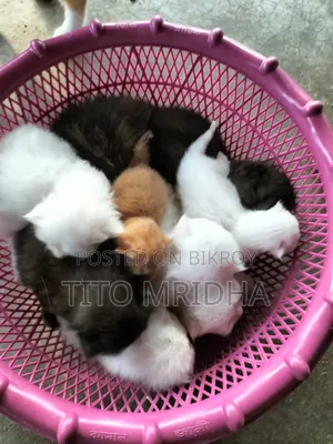 1+ Year Female Purebred Persian Cat