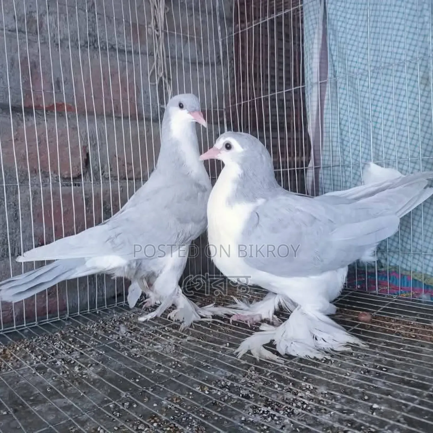 Silver Shirazi Pigeon Pair - For Exchange