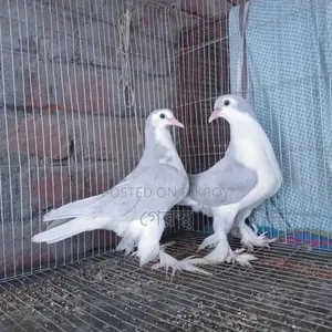 Silver Shirazi Pigeon Pair - For Exchange