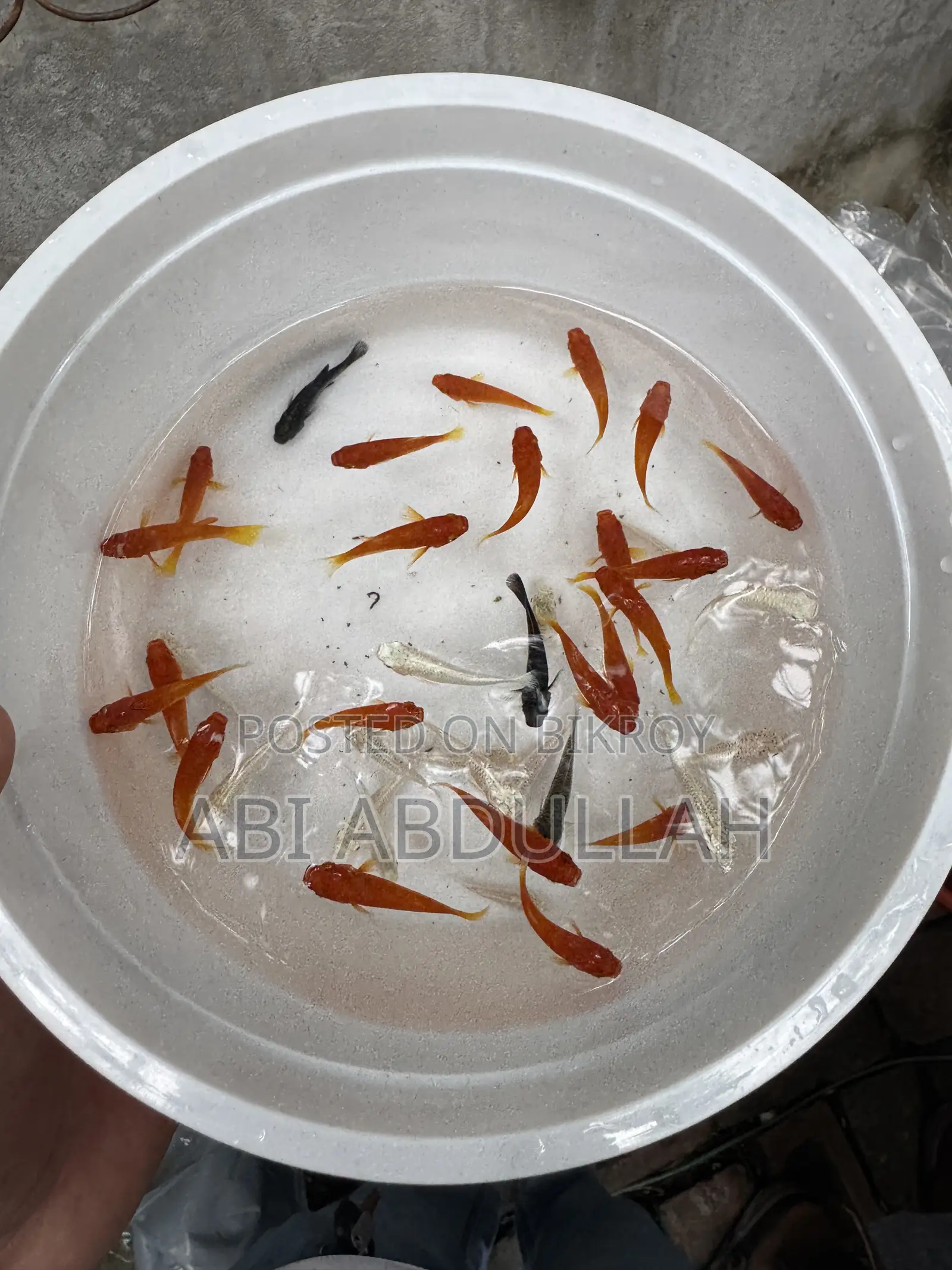 Aquarium Fish