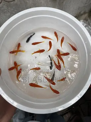 Aquarium Fish