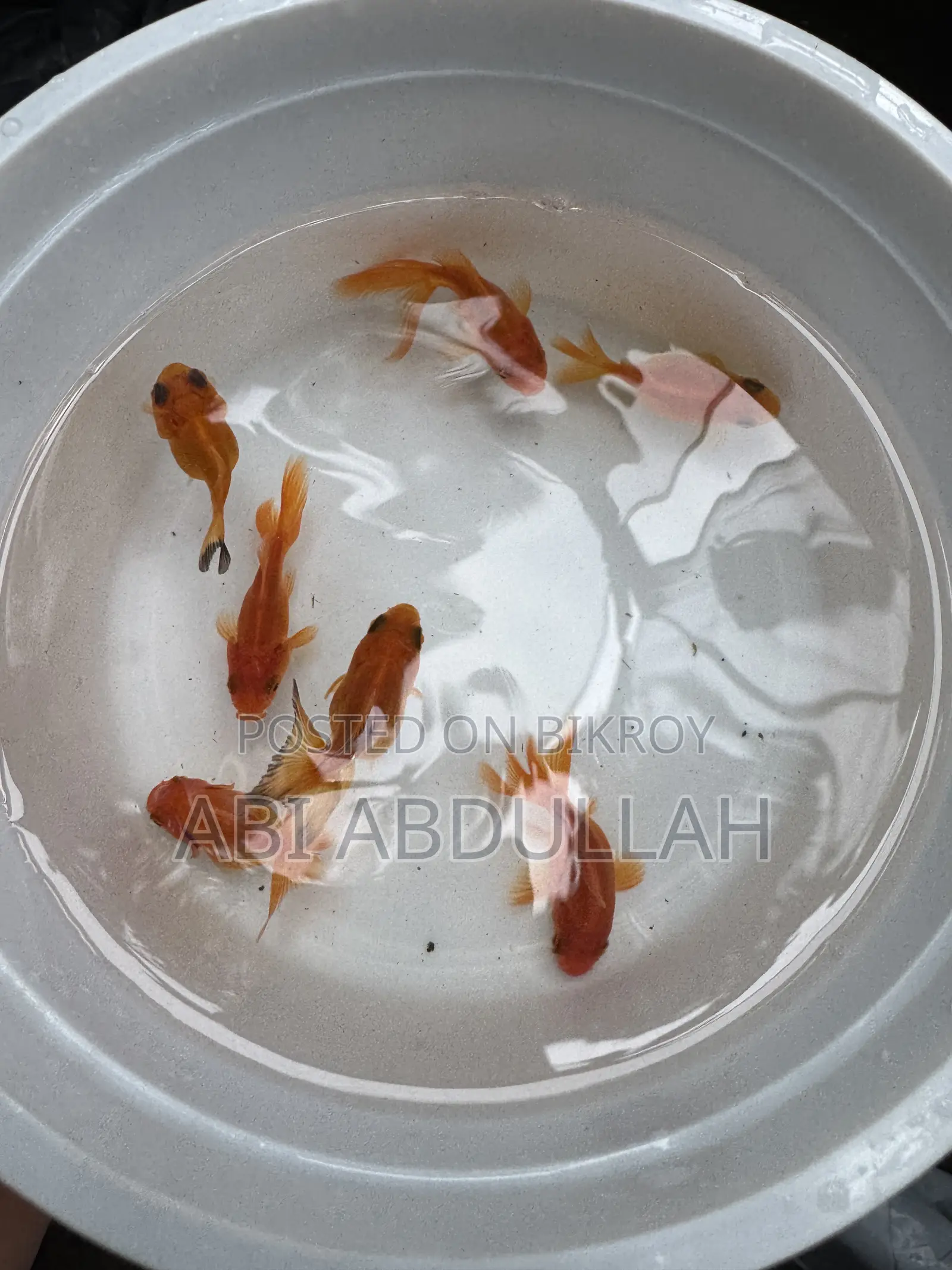 Aquarium Fish