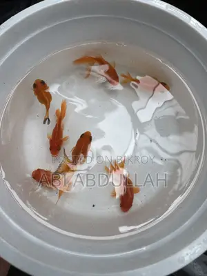 Aquarium Fish