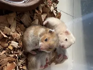 Hamsters for Sale