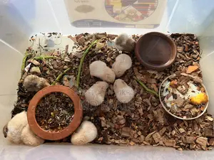 Hamsters for Sale