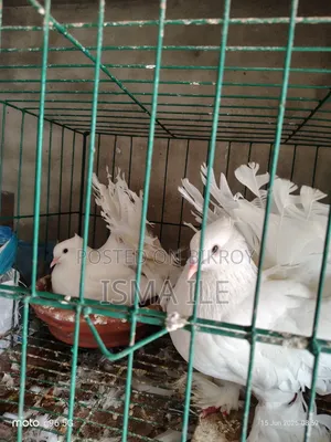 A pair of Lakha pigeons and one male pigeon for sale.