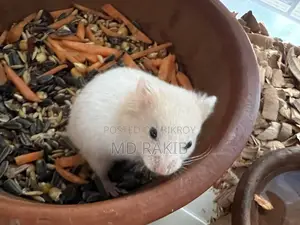Hamsters for Sale