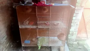 Bird Cage