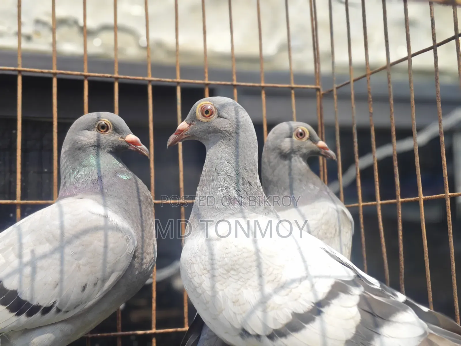 3 pieces of Vegetable Racer pigeon chicks for sale.
