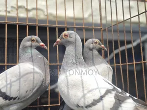 3 pieces of Vegetable Racer pigeon chicks for sale.
