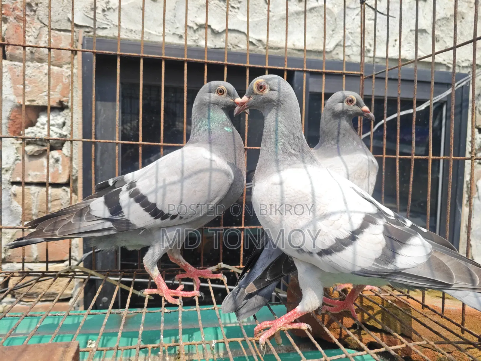 3 pieces of Vegetable Racer pigeon chicks for sale.