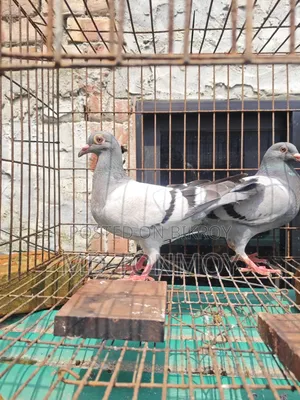 3 pieces of Vegetable Racer pigeon chicks for sale.