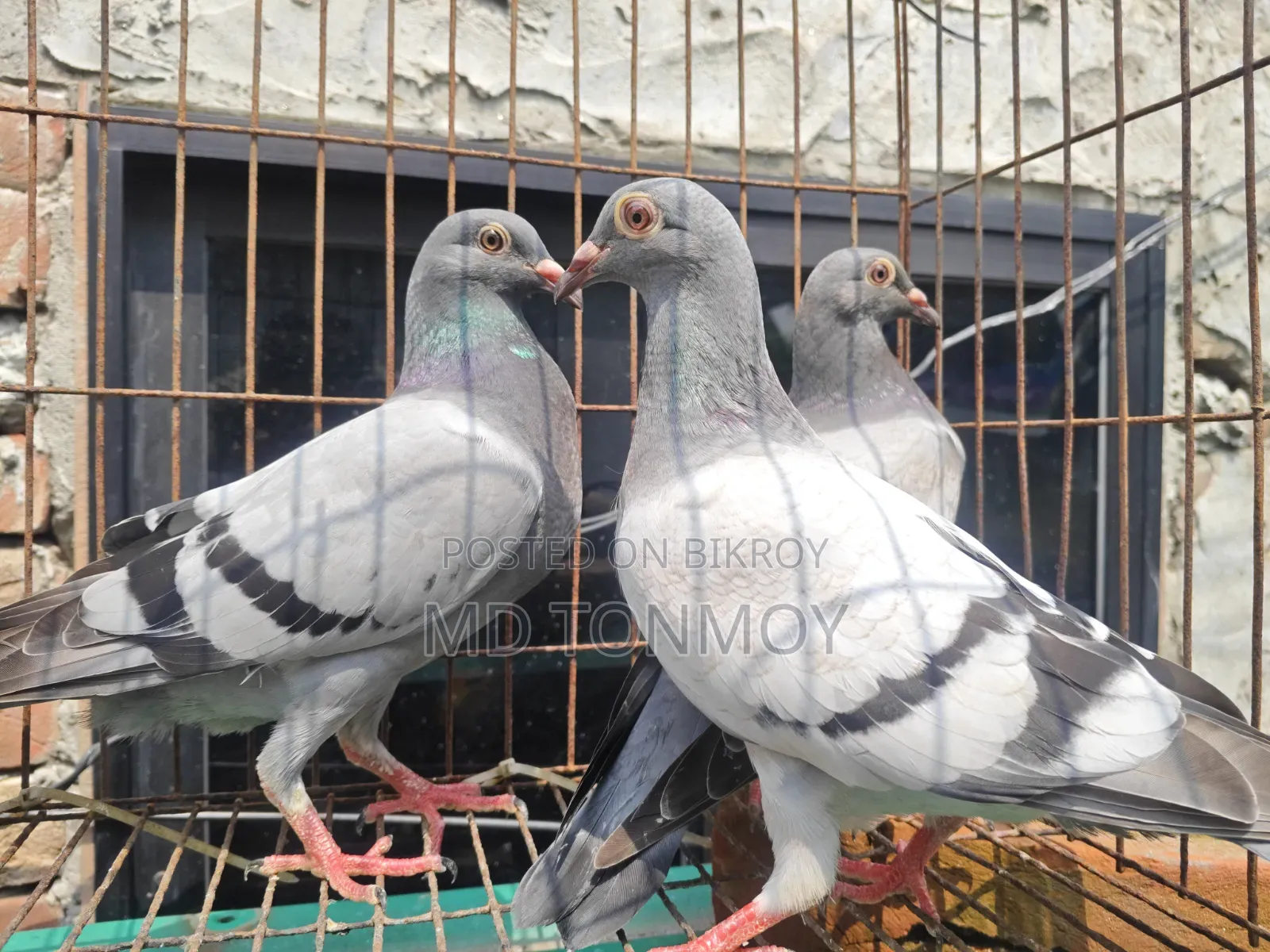 3 pieces of Vegetable Racer pigeon chicks for sale.