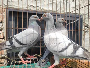 3 pieces of Vegetable Racer pigeon chicks for sale.