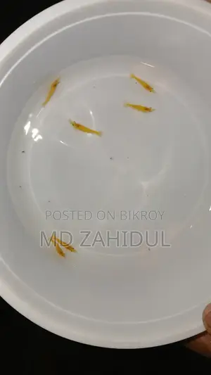 ইয়েলো শ্রিম্প অফার
