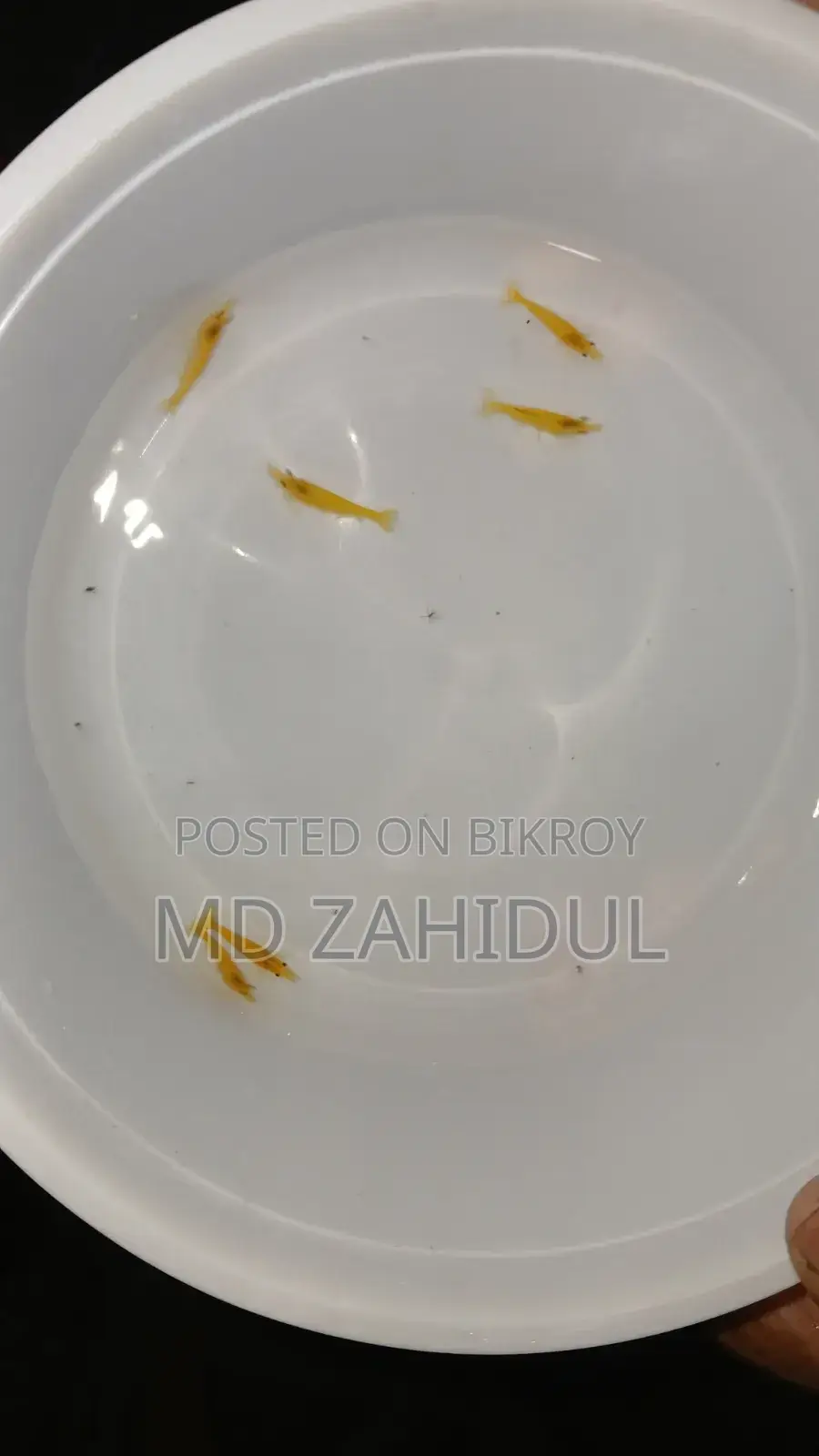 ইয়েলো শ্রিম্প অফার