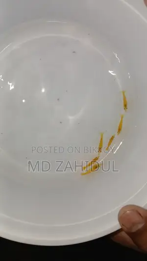 ইয়েলো শ্রিম্প অফার
