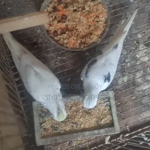 ভি পাইড×ক্রিমফেস জোড়া ৪টি বাচ্চা সহ