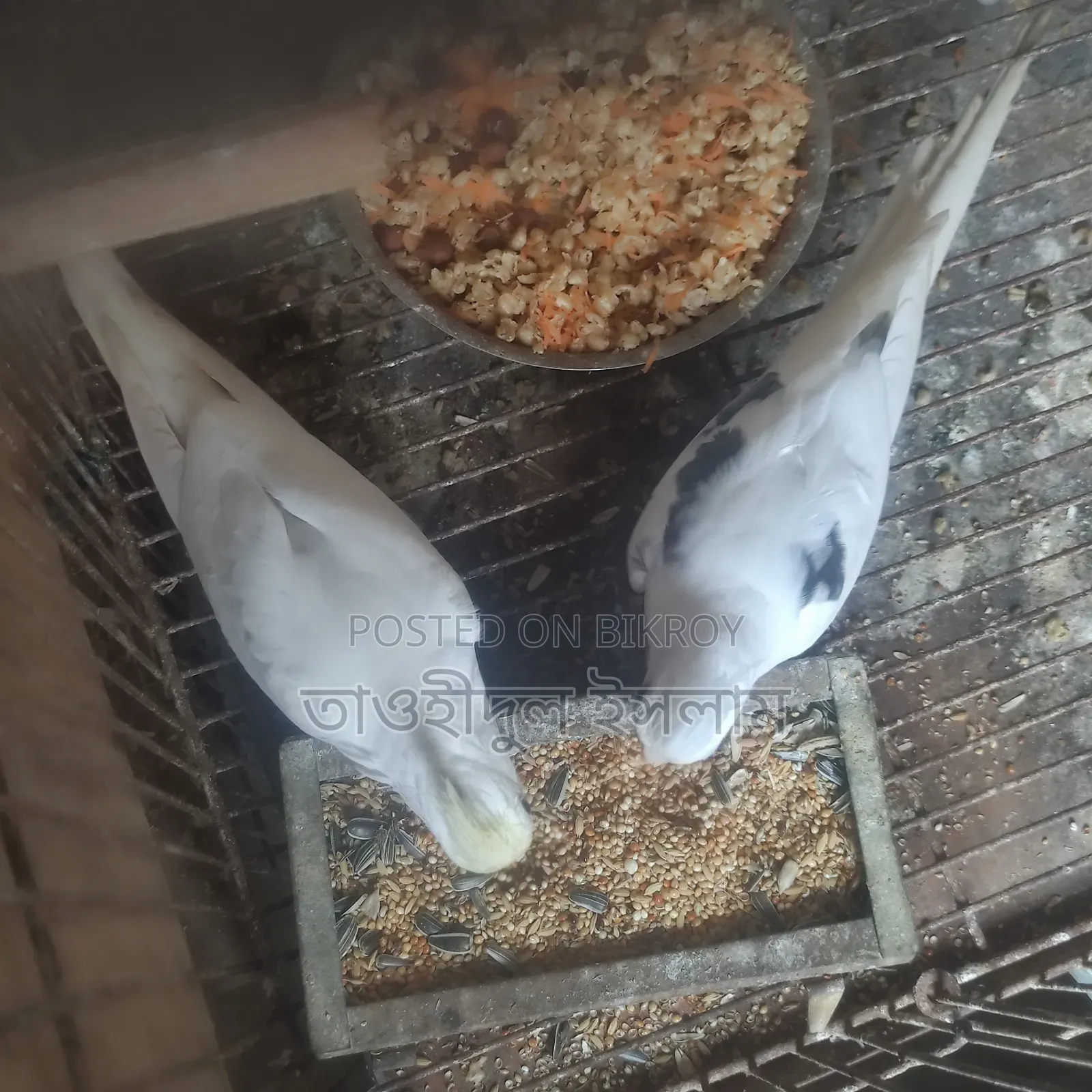 ভি পাইড×ক্রিমফেস জোড়া ৪টি বাচ্চা সহ