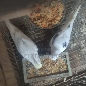 ভি পাইড×ক্রিমফেস জোড়া ৪টি বাচ্চা সহ