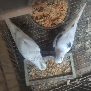 ভি পাইড×ক্রিমফেস জোড়া ৪টি বাচ্চা সহ